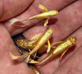 Full Gold 24k Guppy with Ribbons